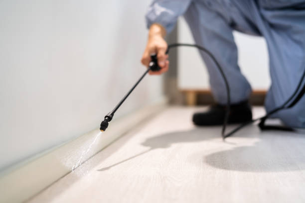 Licensed Wasp Removal service in Sheldon, IL - Show Me Pest Control